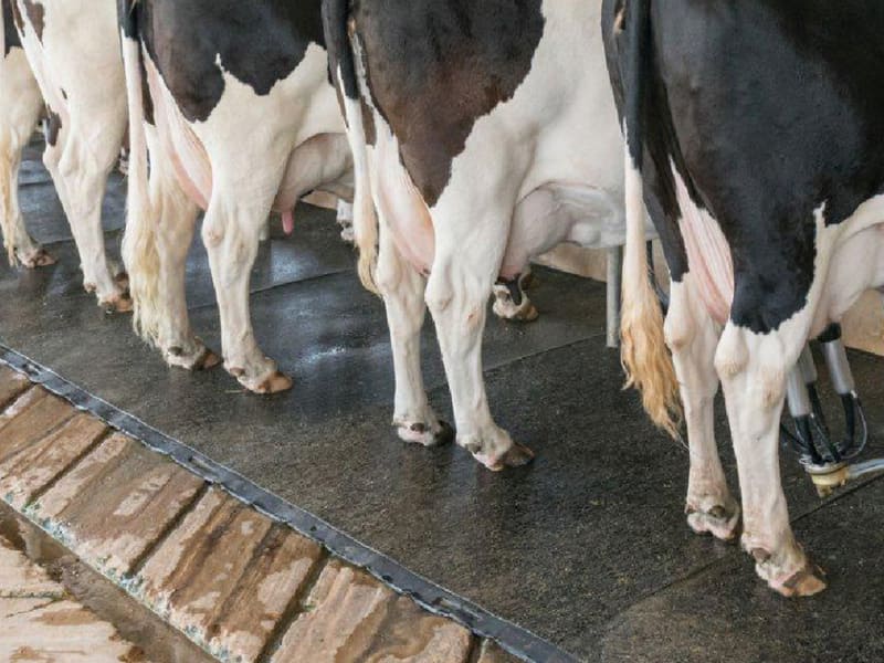 Gummimatte für die Landwirtschaft